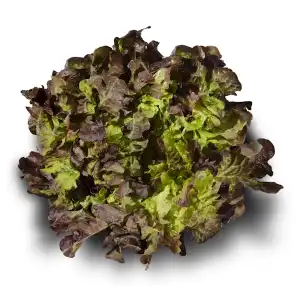 Lechuga hoja roble Paquete 1 ud